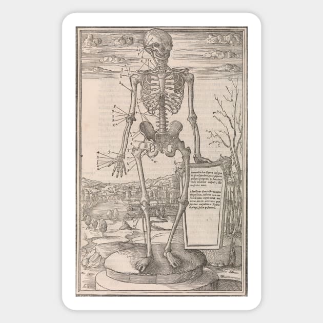 Anatomical skeleton illustration from De dissectione partium corporis humani libri tres published circa 1545 Sticker by artfromthepast